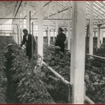 Теплица при Ерев.консервн.заводе. [1941 г.]. РГАЭ. Ф. 9297. Оп.10. Д.12. Л. 84.