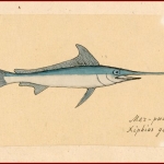 Меч-рыба. Рис. П.Г. Борисова. 1950 г. РГАЭ. Ф. 702. Оп. 1. Ед. хр. 35. Л. 8.