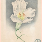 Лилия Lilium regale. Акварель. 1920-1930-е гг.  РГАЭ. Ф.6856. Оп. 1. Д. 990. Л.1