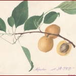 Абрикос. Акварель.1920–1930-е гг.  РГАЭ. Ф. 6856. Оп. 1. Д. 984. Л. 1.