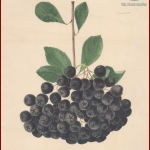 Черноплодная сладк. рябина. Акварель.1920–1930-е гг.РГАЭ.Ф.6856.Оп.1.Д.992. Л.1 