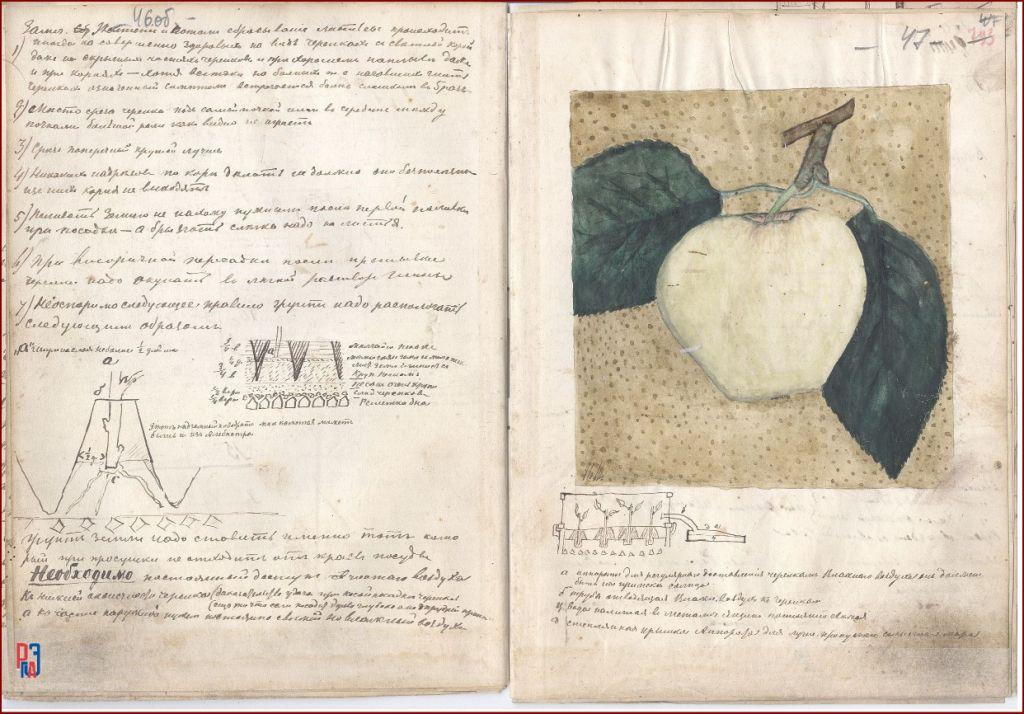РГАЭ. Ф. 6856. Оп. 1. Д. 425. Л. 46 об. – 47. РГАЭ. Ф. 6856. Оп. 1. Д. 425. Л. 46 об. – 47.