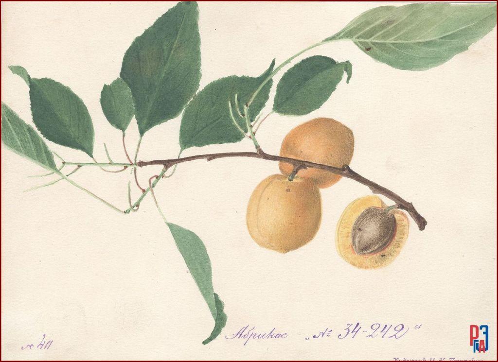 РГАЭ. Ф. 6856. Оп. 1. Д. 984. Л. 1. РГАЭ. Ф. 6856. Оп. 1. Д. 984. Л. 1.