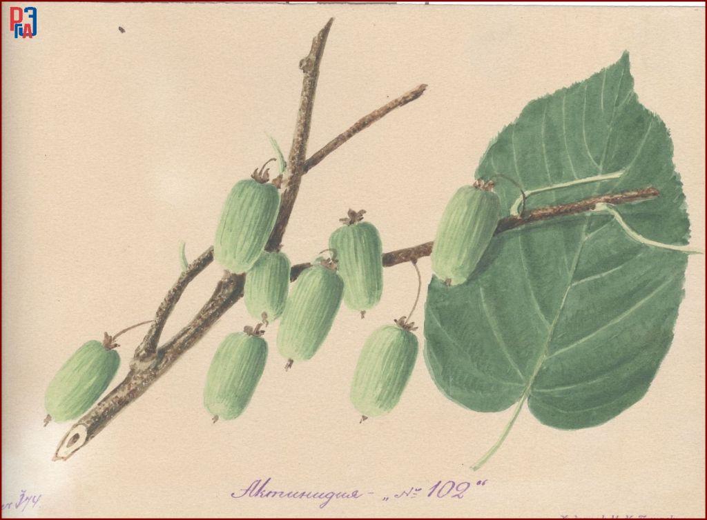 РГАЭ. Ф. 6856. Оп. 1. Д. 985. Л. 1. РГАЭ. Ф. 6856. Оп. 1. Д. 985. Л. 1.