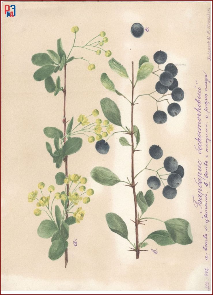 РГАЭ. Ф. 6856. Оп. 1. Д. 986. Л. 1. РГАЭ. Ф. 6856. Оп. 1. Д. 986. Л. 1.