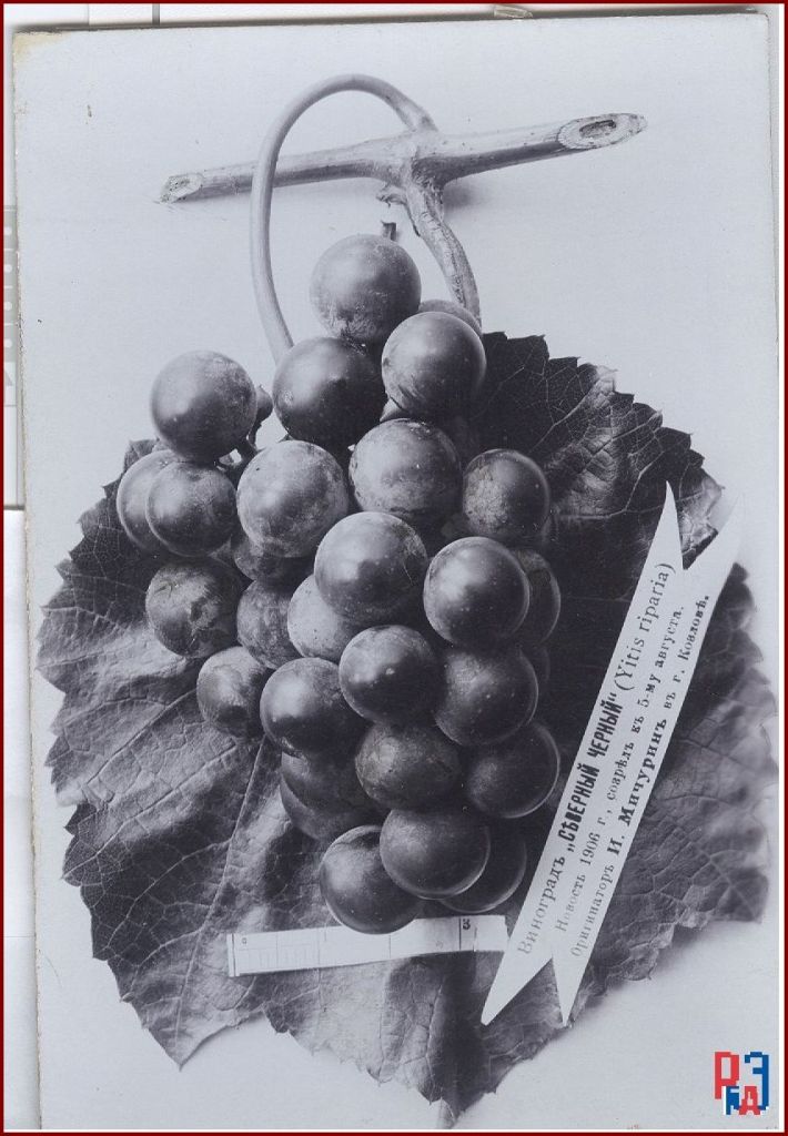 РГАЭ. Ф. 6856. Оп. 1. Д. 1003. Л. 9. РГАЭ. Ф. 6856. Оп. 1. Д. 1003. Л. 9.