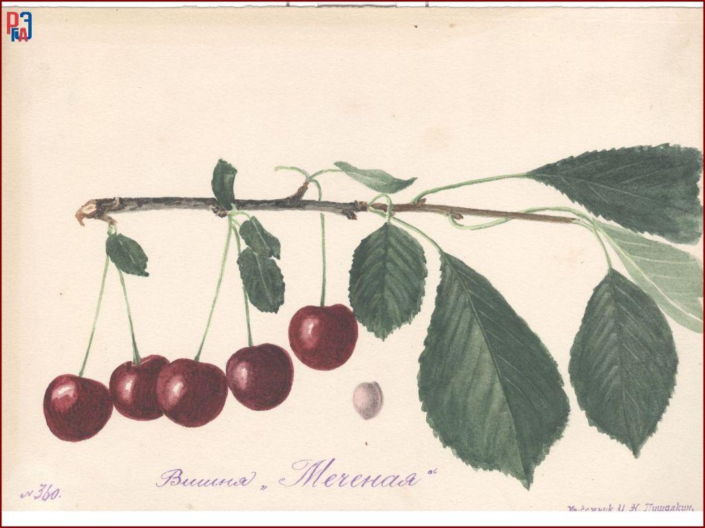 РГАЭ. Ф. 6856. Оп. 1. Д. 987. Л. 5. РГАЭ. Ф. 6856. Оп. 1. Д. 987. Л. 5.