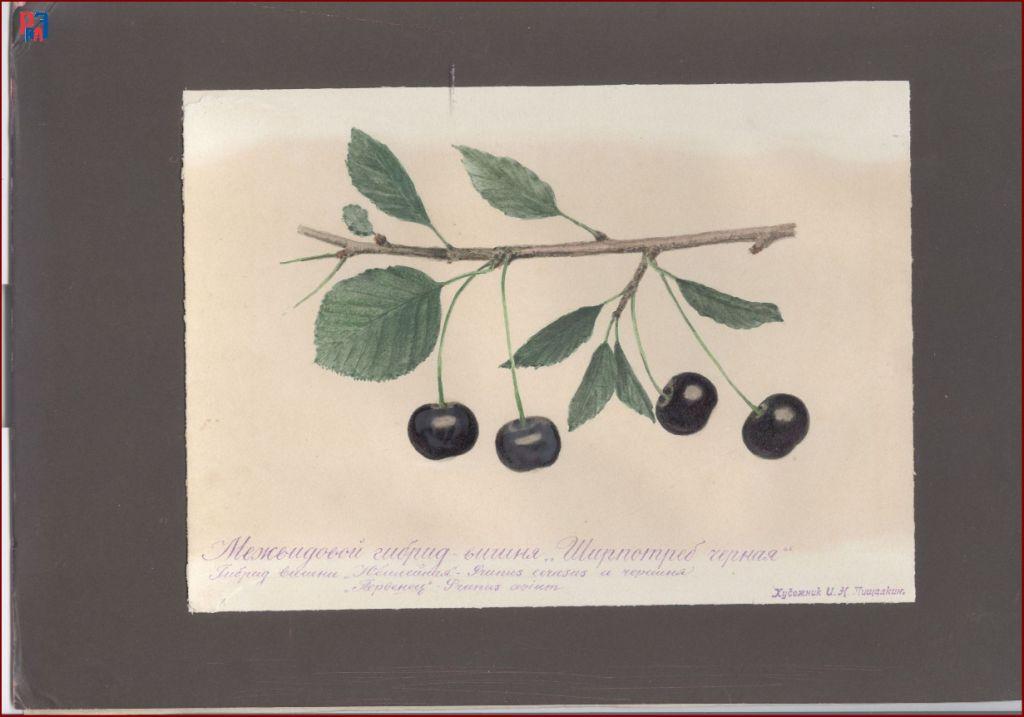 РГАЭ. Ф. 6856. Оп. 1. Д. 987. Л. 2. РГАЭ. Ф. 6856. Оп. 1. Д. 987. Л. 2.