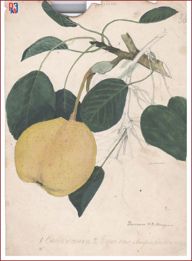 РГАЭ. Ф. 6856. Оп. 1. Д. 988. Л. 3 об. РГАЭ. Ф. 6856. Оп. 1. Д. 988. Л. 3 об.