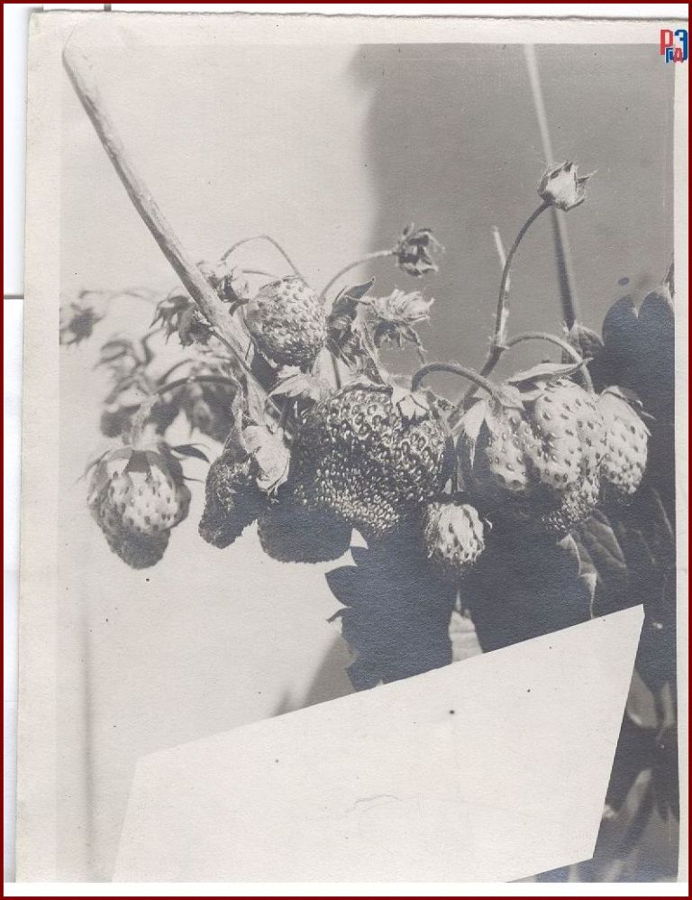 РГАЭ. Ф. 6856. Оп. 1. Д. 1008. Л. 1. РГАЭ. Ф. 6856. Оп. 1. Д. 1008. Л. 1.