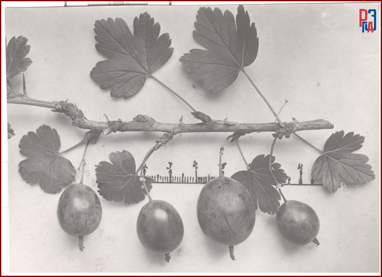 РГАЭ. Ф. 6856. Оп. 1. Д. 1011. Л. 1. РГАЭ. Ф. 6856. Оп. 1. Д. 1011. Л. 1.