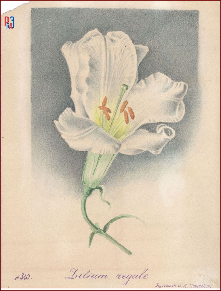 РГАЭ. Ф. 6856. Оп. 1. Д. 990. Л. 1. РГАЭ. Ф. 6856. Оп. 1. Д. 990. Л. 1.