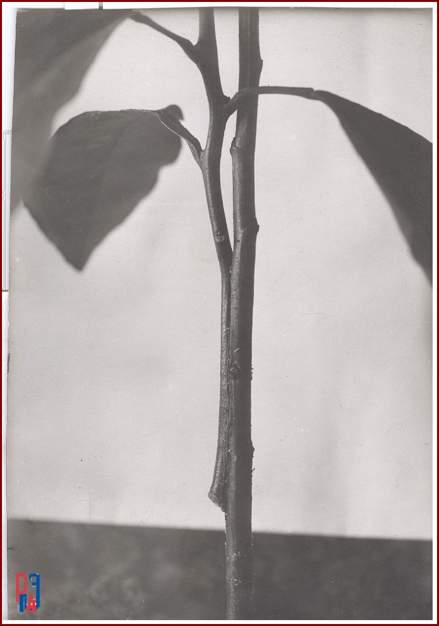 РГАЭ. Ф. 6856. Оп. 1. Д. 1013. Л. 1. РГАЭ. Ф. 6856. Оп. 1. Д. 1013. Л. 1.