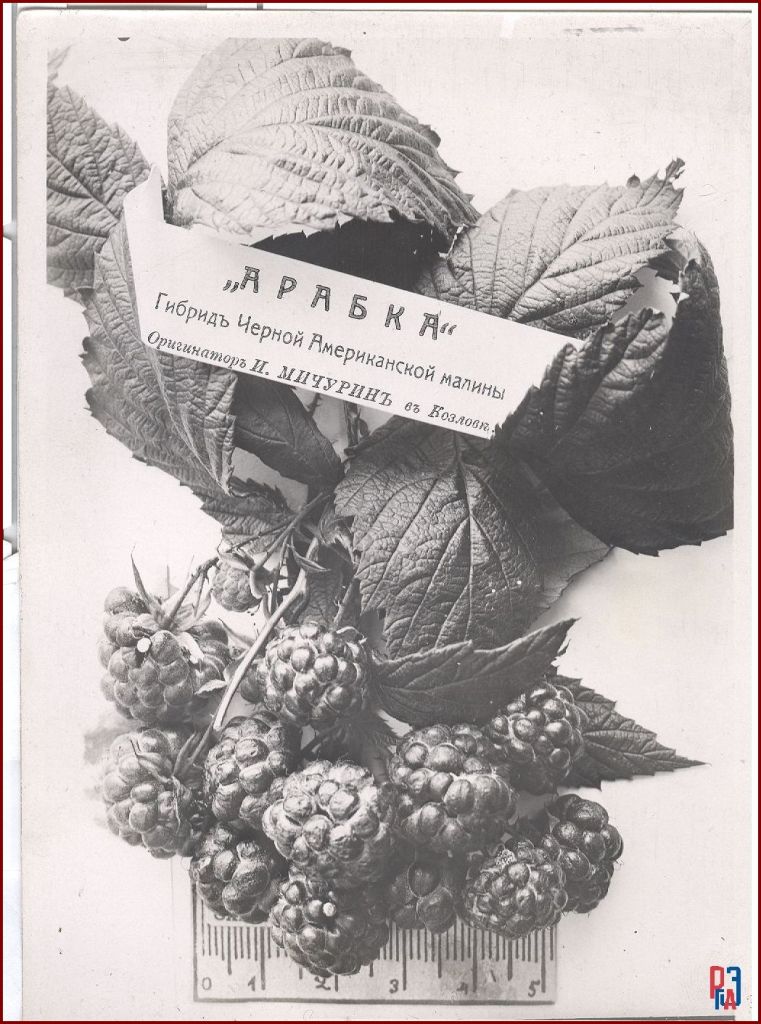 РГАЭ. Ф. 6856. Оп. 1. Д. 1015. Л. 1. РГАЭ. Ф. 6856. Оп. 1. Д. 1015. Л. 1.