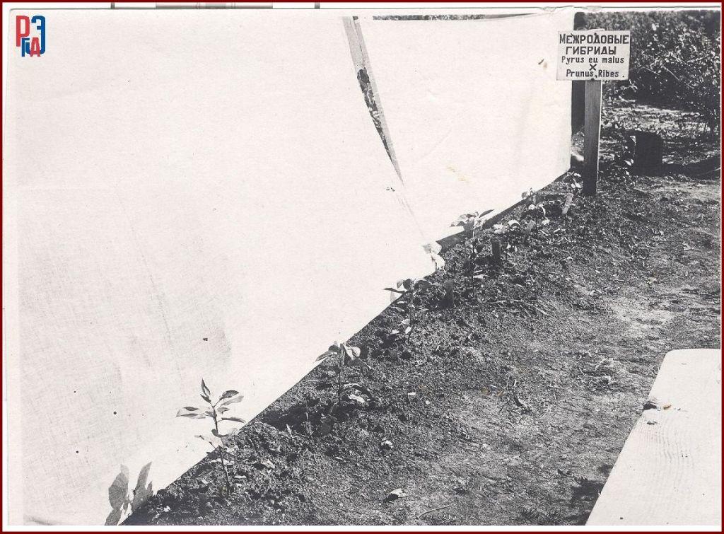 РГАЭ. Ф. 6856. Оп. 1. Д. 1037. Л. 8. РГАЭ. Ф. 6856. Оп. 1. Д. 1037. Л. 8.