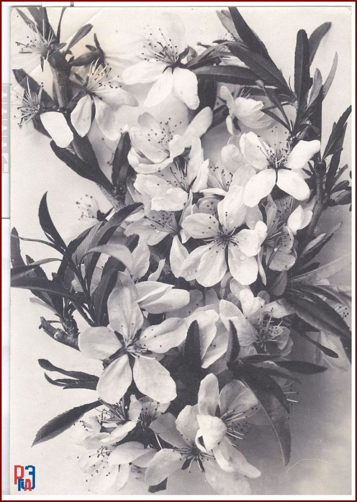 РГАЭ. Ф. 6856. Оп. 1. Д. 1017. Л. 5. РГАЭ. Ф. 6856. Оп. 1. Д. 1017. Л. 5.