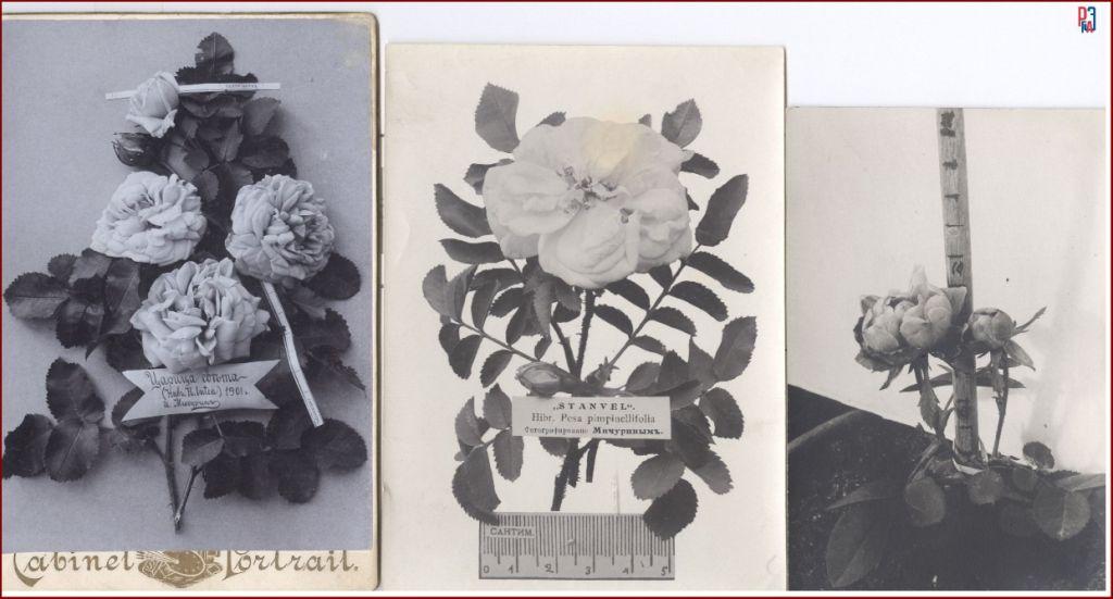 РГАЭ. Ф. 6856. Оп. 1. Д. 1022 . Л. 9, 11, 17. РГАЭ. Ф. 6856. Оп. 1. Д. 1022 . Л. 9, 11, 17.