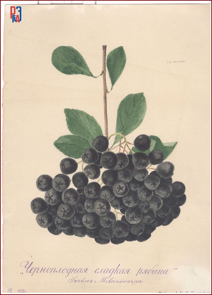 РГАЭ. Ф. 6856. Оп. 1. Д. 992. Л. 1. РГАЭ. Ф. 6856. Оп. 1. Д. 992. Л. 1.